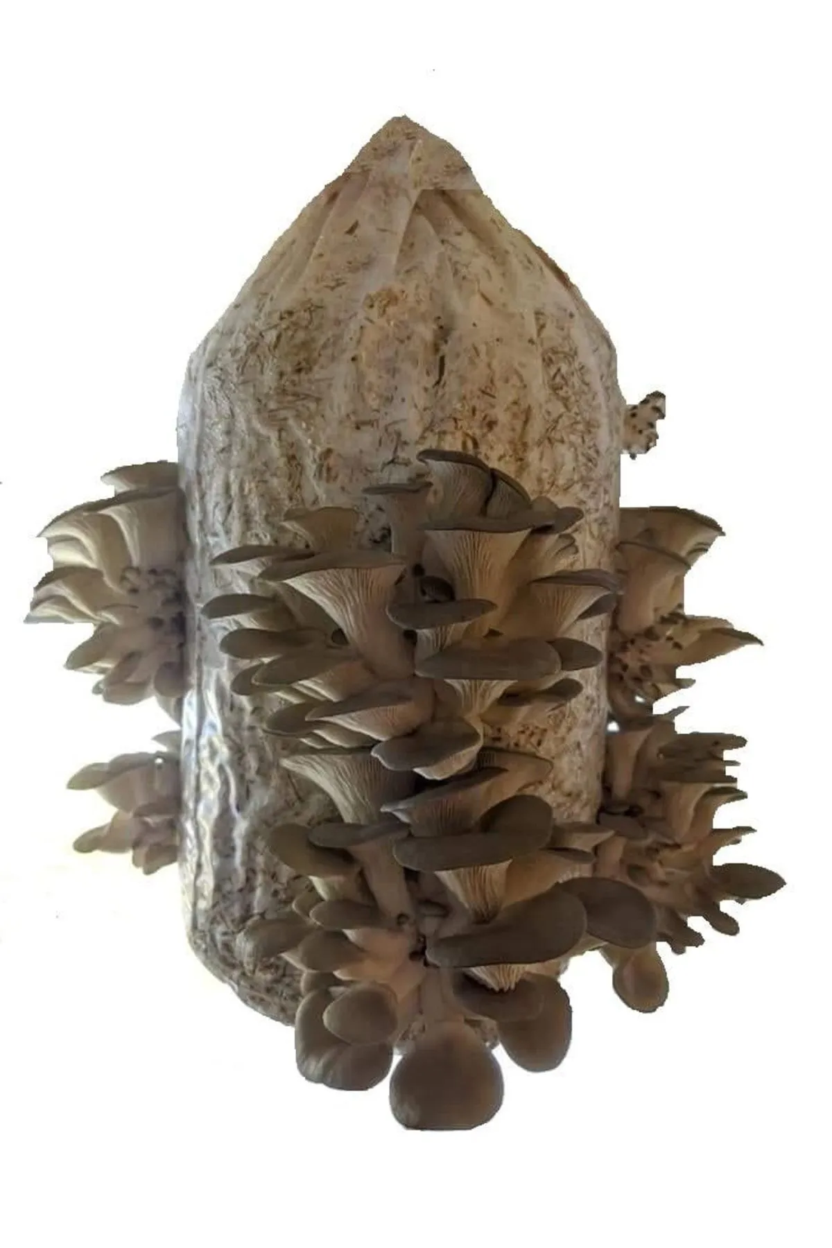 urunresim
