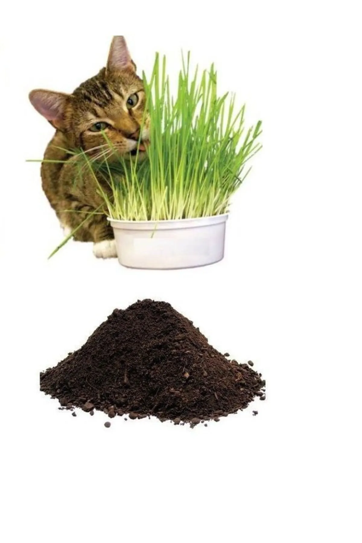 Tarımsal ve Hayvansal Ürünler Kedi Çimi Tohumu (10.000 Adet Tohum) Ve Çim Ekim Toprağı (10 Litre)
