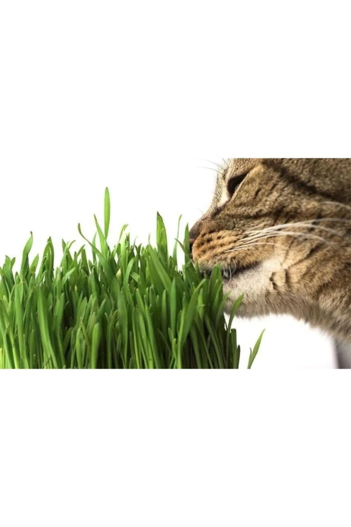 Tarımsal ve Hayvansal Ürünler	10.000 Adet Kedi Çimi Tohumu Ve 8 Litre Kedi Çimi Ekim Torfu görsel 4