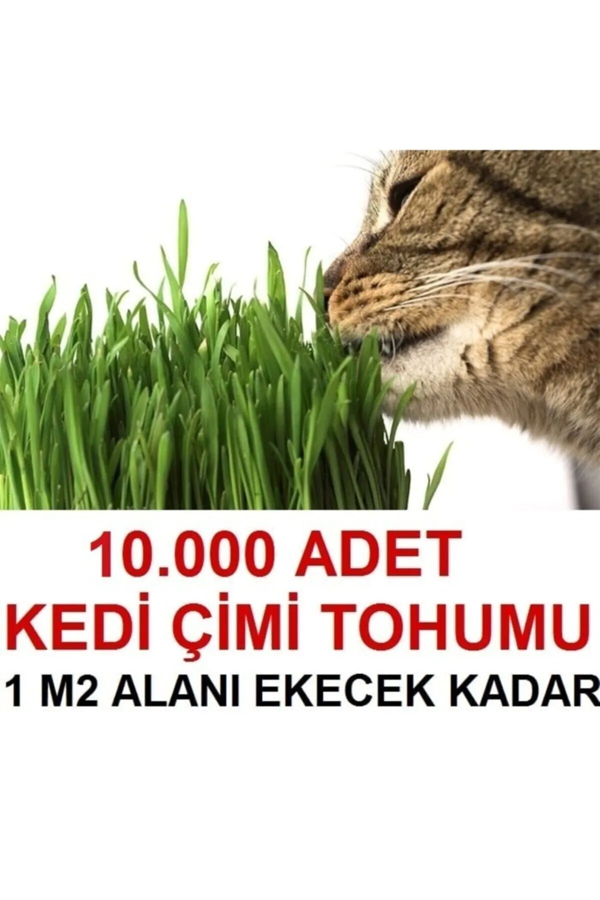 Tarımsal ve Hayvansal Ürünler Kedi Çimi Tohumu (ORTALAMA 10.000 ADET)