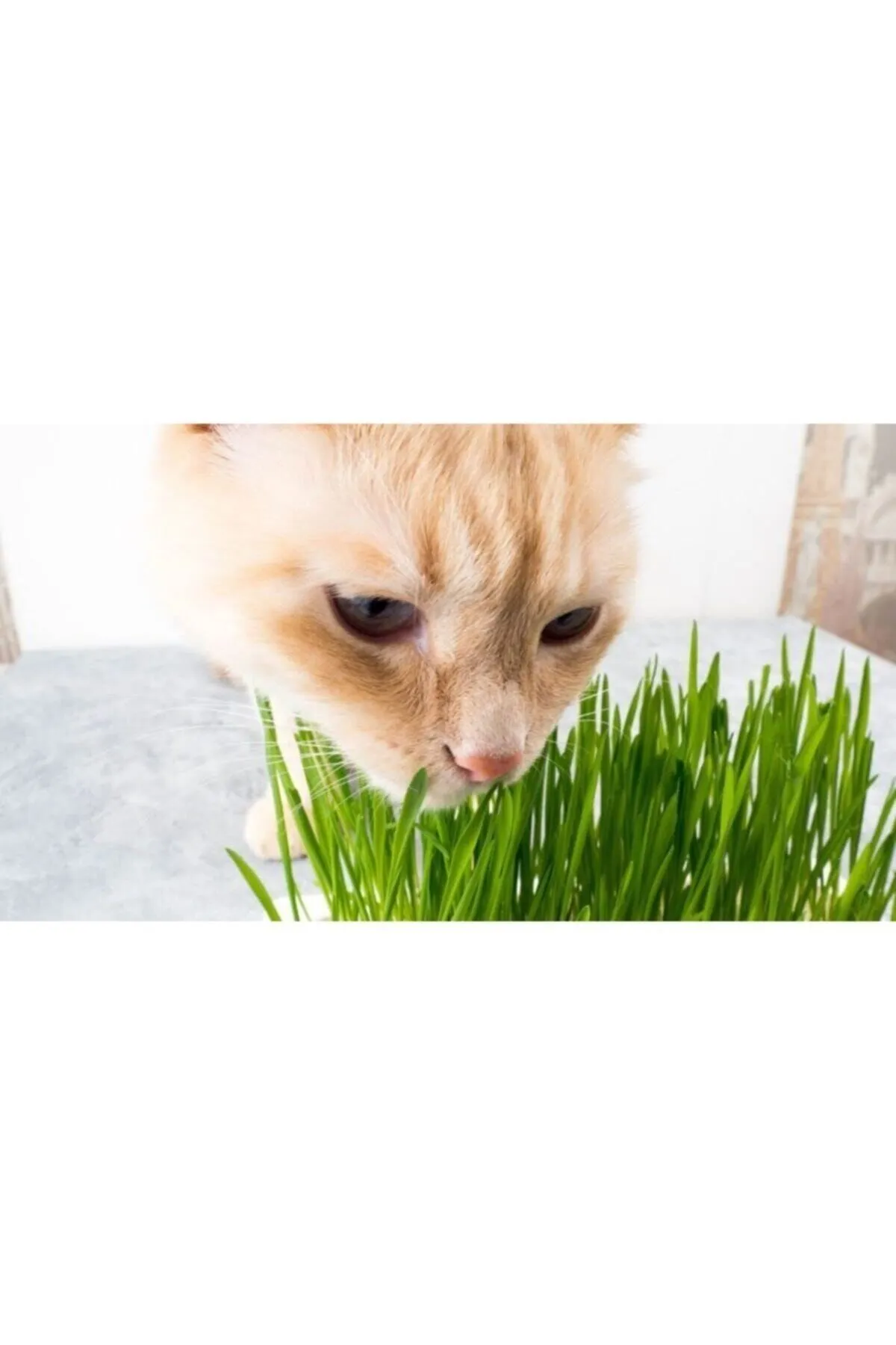Tarımsal ve Hayvansal Ürünler Kedi Çimi Tohumu (ORTALAMA 10.000 ADET) görsel 5