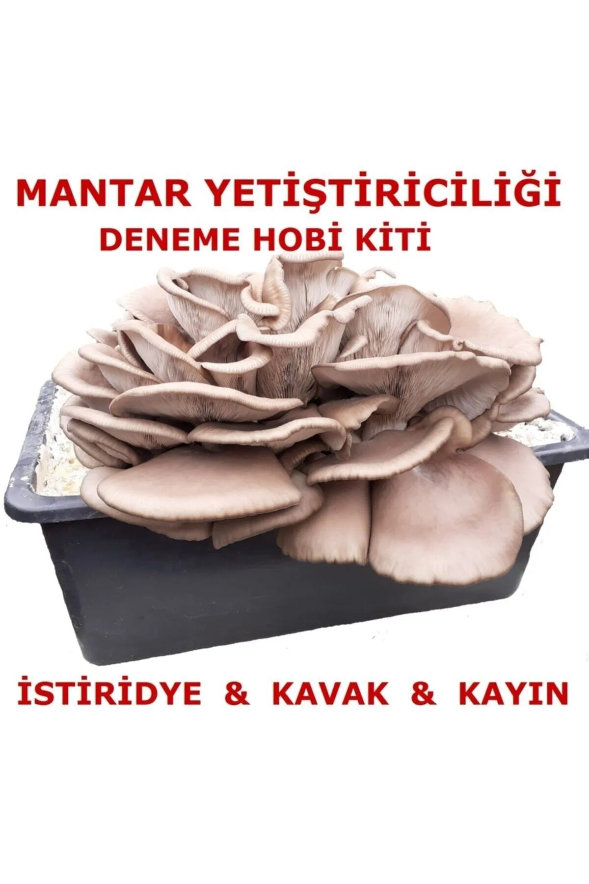Tarımsal ve Hayvansal Ürünler	Kavak Mantarı Tohumu Ve Kavak Mantarı Kompostu Içerisinde Ekili Hazır Deneme Hobi Kiti