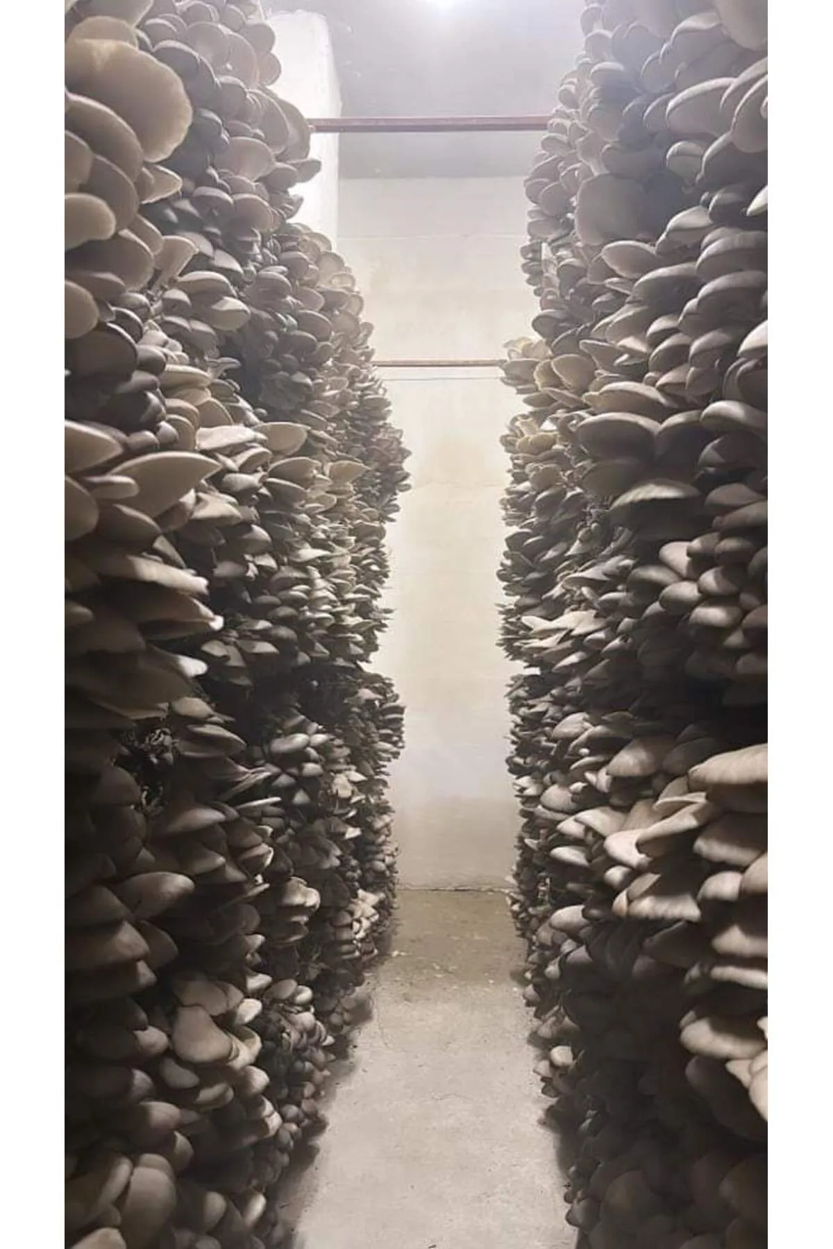 Tarımsal ve Hayvansal Ürünler 20.000 Adet İstiridye Mantarı Tohumu görsel 2