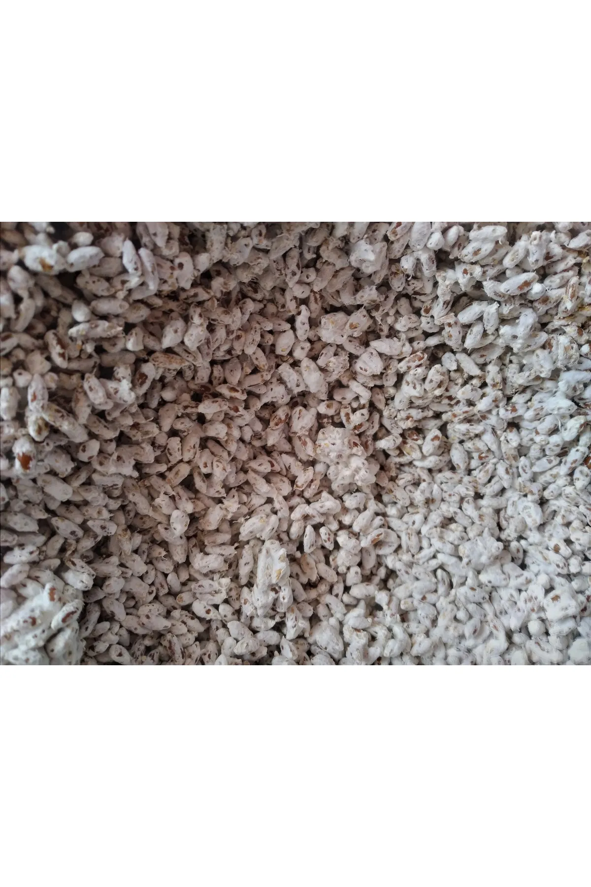 Tarımsal ve Hayvansal Ürünler 51 Kg Beyaz Şapkalı Kültür Mantarı Tohumu görsel 3