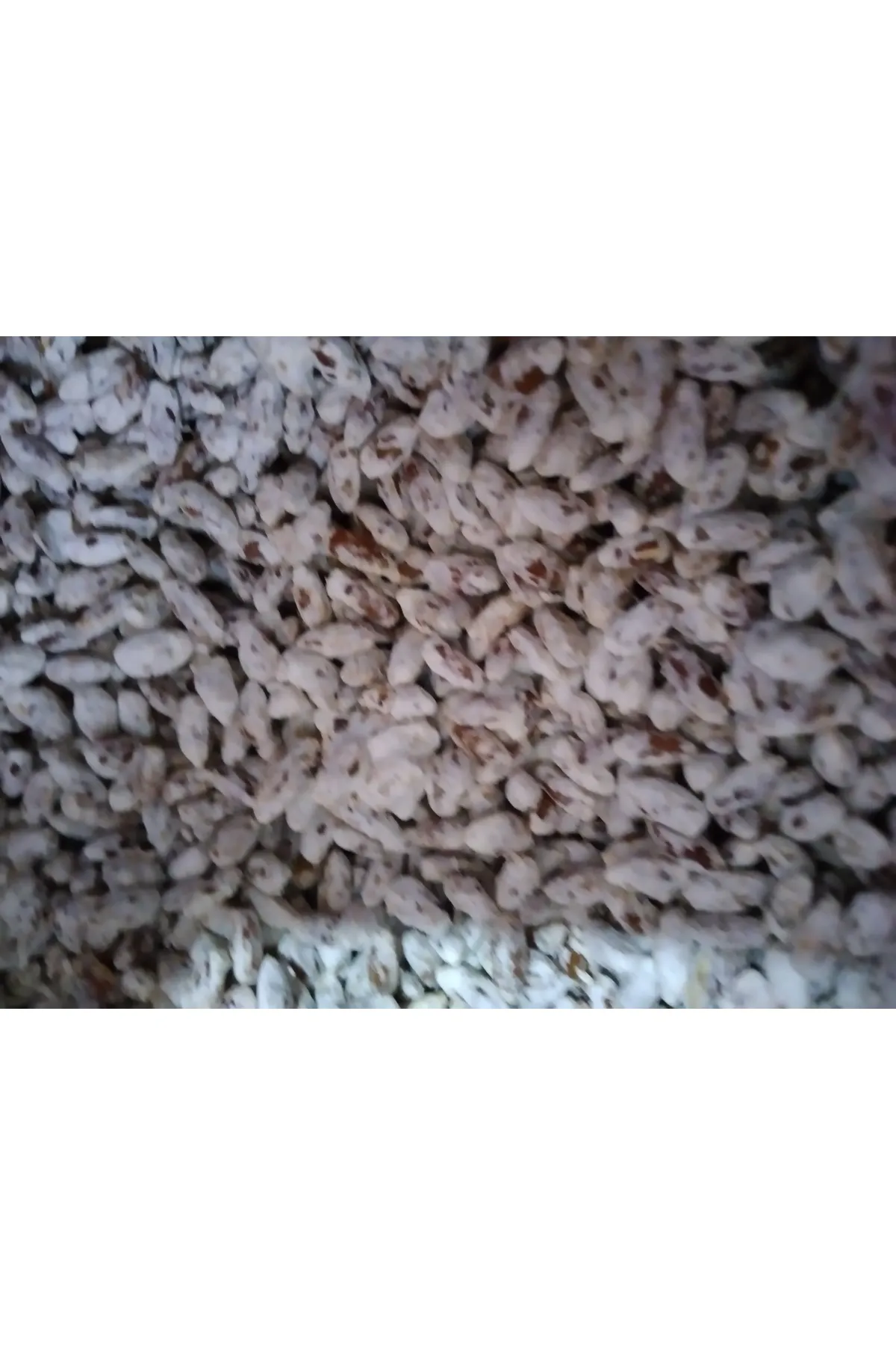 Tarımsal ve Hayvansal Ürünler 51 Kg Beyaz Şapkalı Kültür Mantarı Tohumu görsel 7