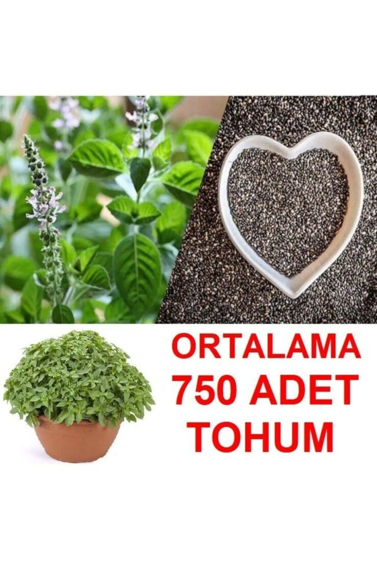 Tarımsal ve Hayvansal Ürünler	Ortalama 750 Adet Yeşil Top Fesleğen Tohumu