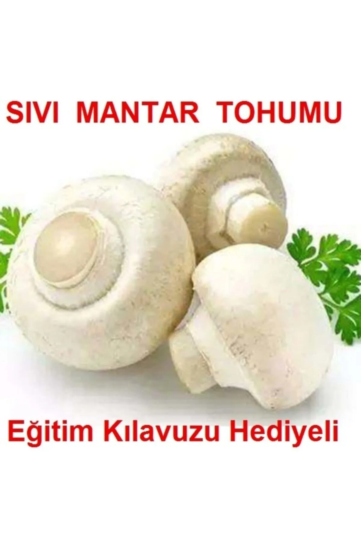 Tarımsal ve Hayvansal Ürünler 100 ml Kültür Mantarı Tohumu görsel 2