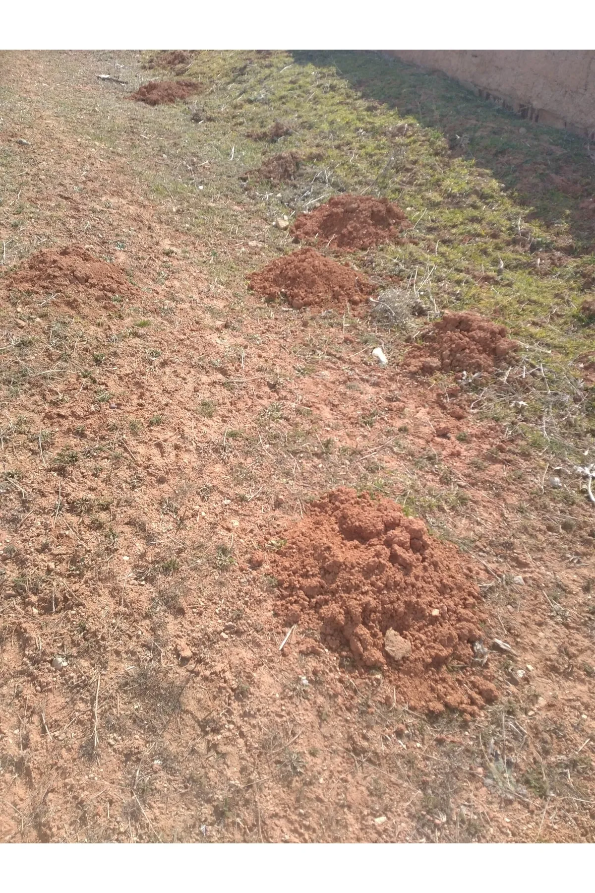 Tarımsal ve Hayvansal Ürünler Kösnü Köstepek Ocağı Toprağı 1 Kg görsel 2