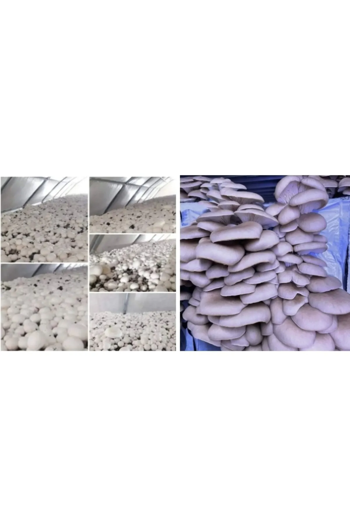 Tarımsal ve Hayvansal Ürünler İstiridye ve Kültür Mantarı Tohumu Birlikte (2×2000 Adet)