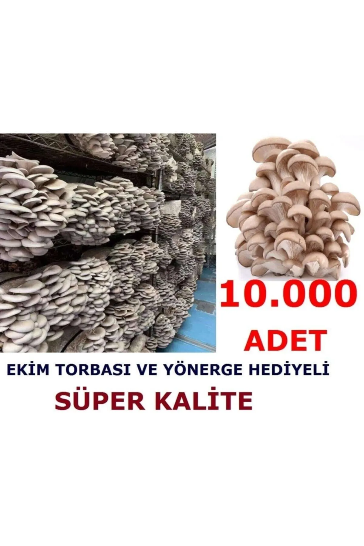 Tarımsal ve Hayvansal Ürünler 10.000 Adet Istiridye Kavak Kayın Mantarı Tohumu