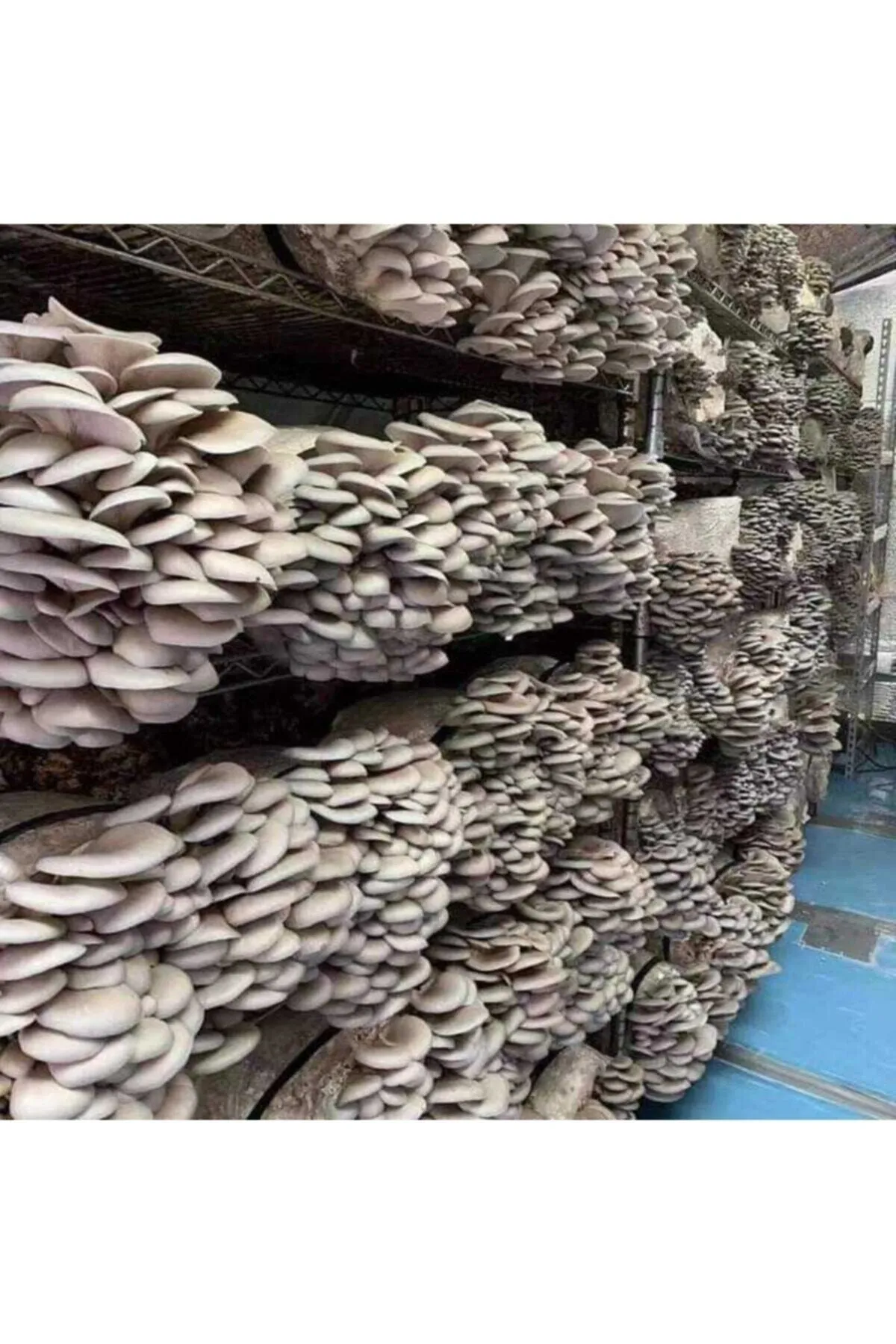 Tarımsal ve Hayvansal Ürünler 10.000 Adet Istiridye Kavak Kayın Mantarı Tohumu görsel 2