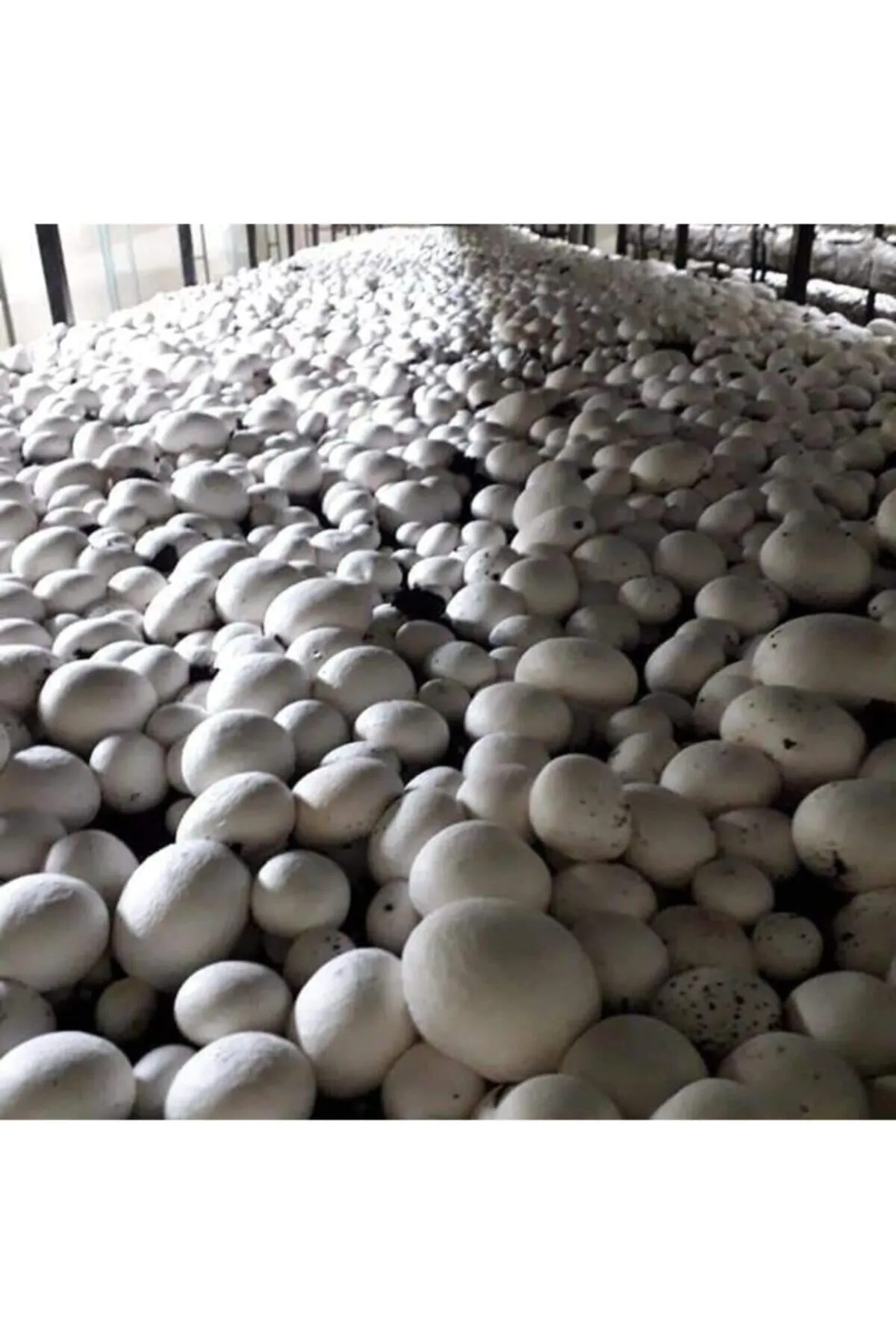 Tarımsal ve Hayvansal Ürünler	20.000 Beyaz Şapkalı Kültür Mantarı Tohumu + Ekim Poşeti Ve Yönerge görsel 2