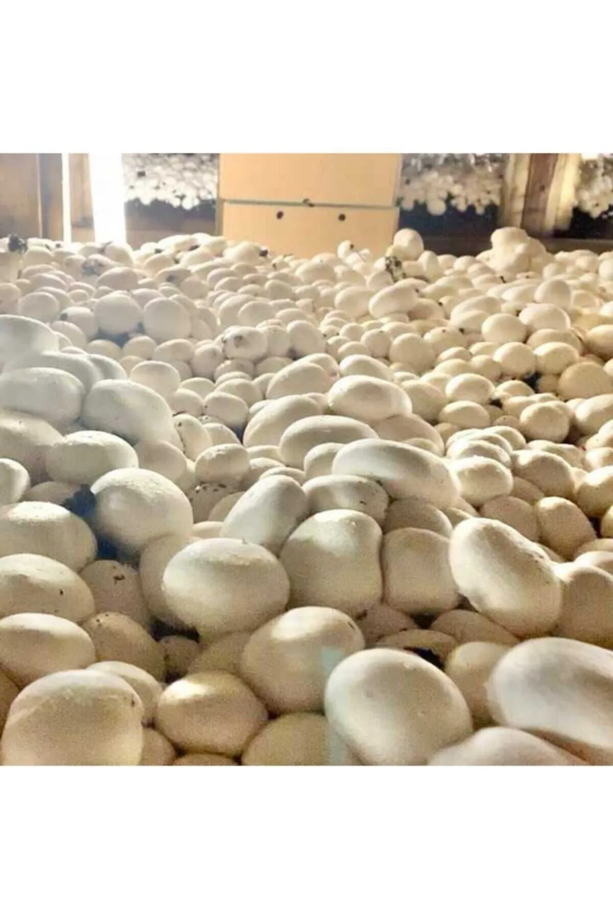 Tarımsal ve Hayvansal Ürünler 10.000 Adet Beyaz Şapkalı Kültür Mantarı Tohumu görsel 3