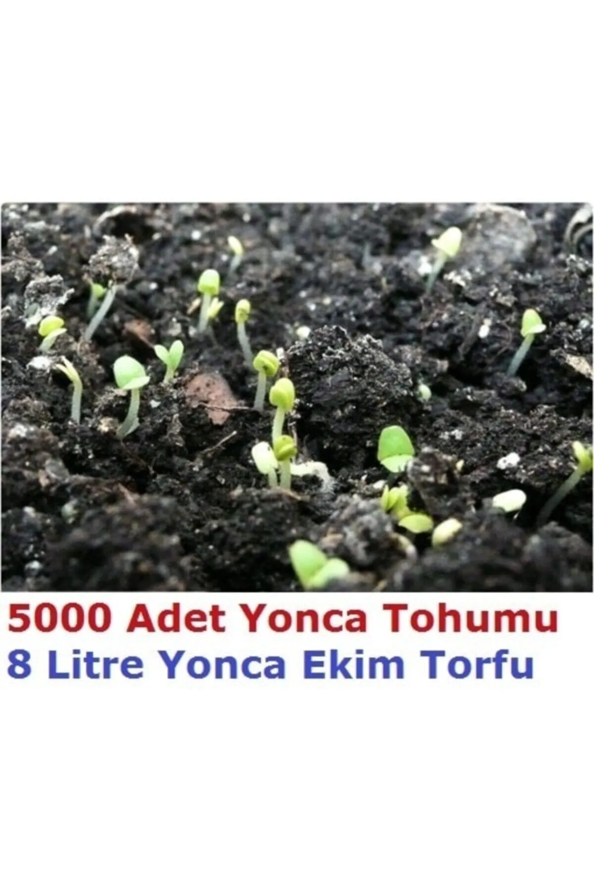 Tarımsal ve Hayvansal Ürünler 5000 Adet Yonca Tohumu Ve 8 Litre Ekim Torfu görsel 2
