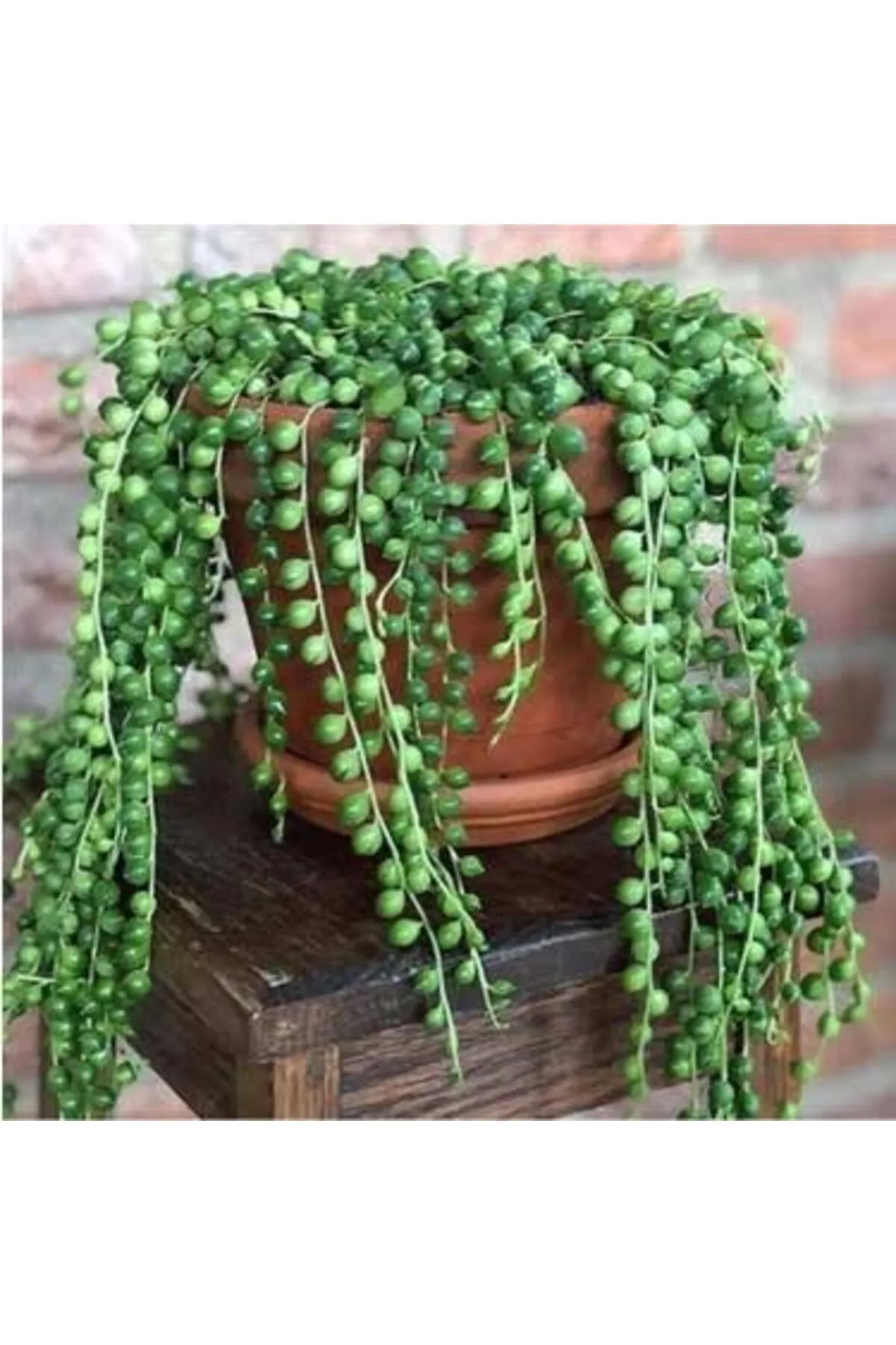 Tarımsal ve Hayvansal Ürünler 13 Litre Tesbih Çiçeği Ekim ve Bakım Torfu görsel 3