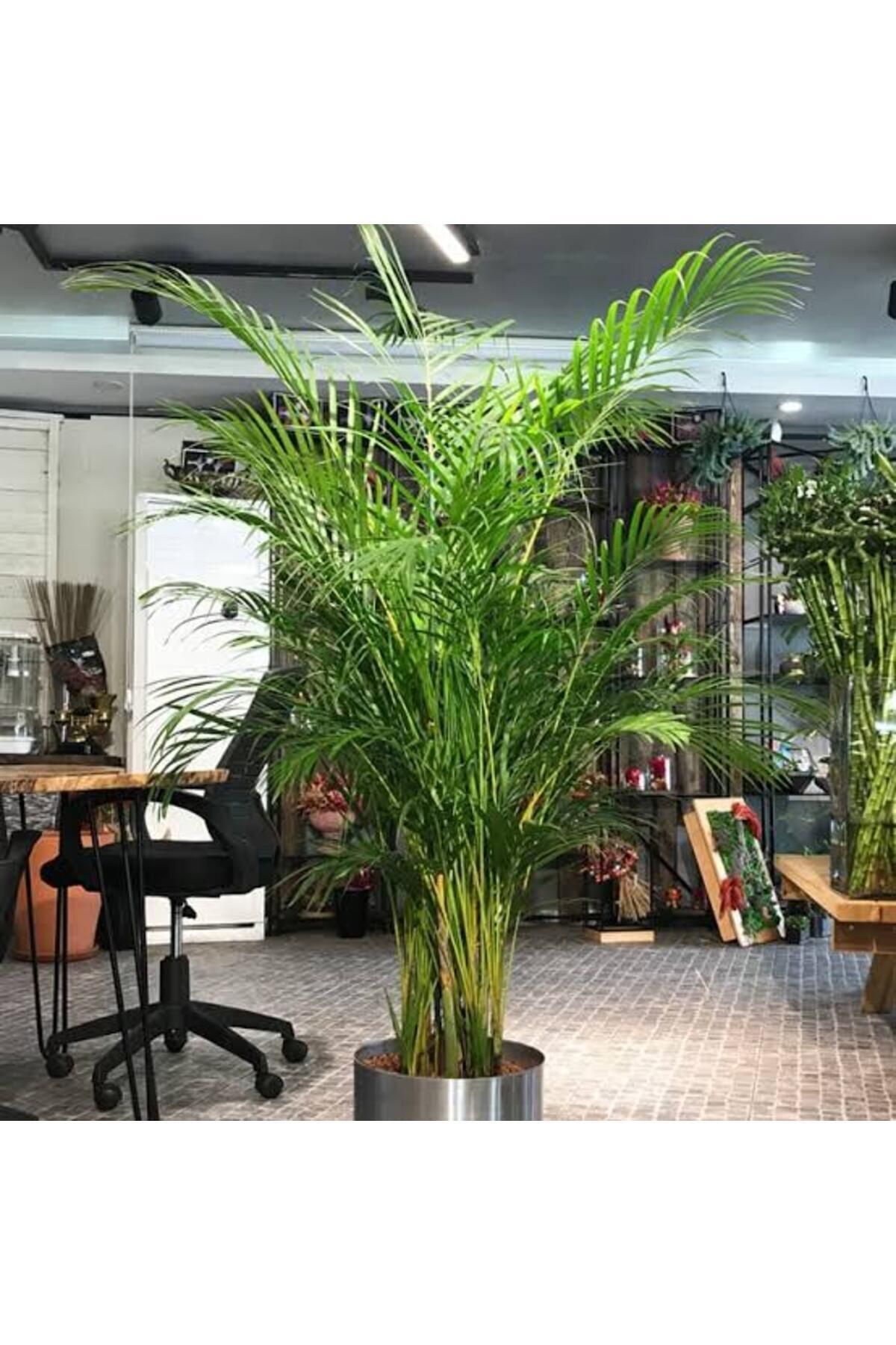 Tarımsal ve Hayvansal Ürünler	13 Litre Areka Salon Palmiyesi Ekim ve Bakım Torfu görsel 4
