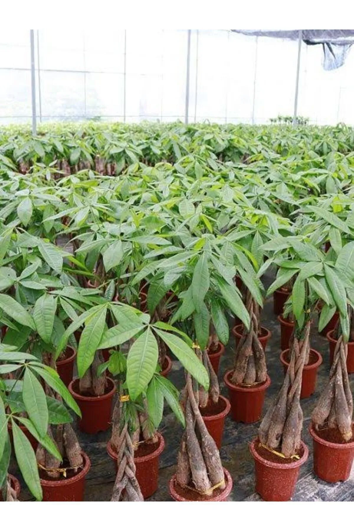 Tarımsal ve Hayvansal Ürünler 13 Litre Örgülü Para Ağacı Ekim ve Bakım Torfu görsel 5