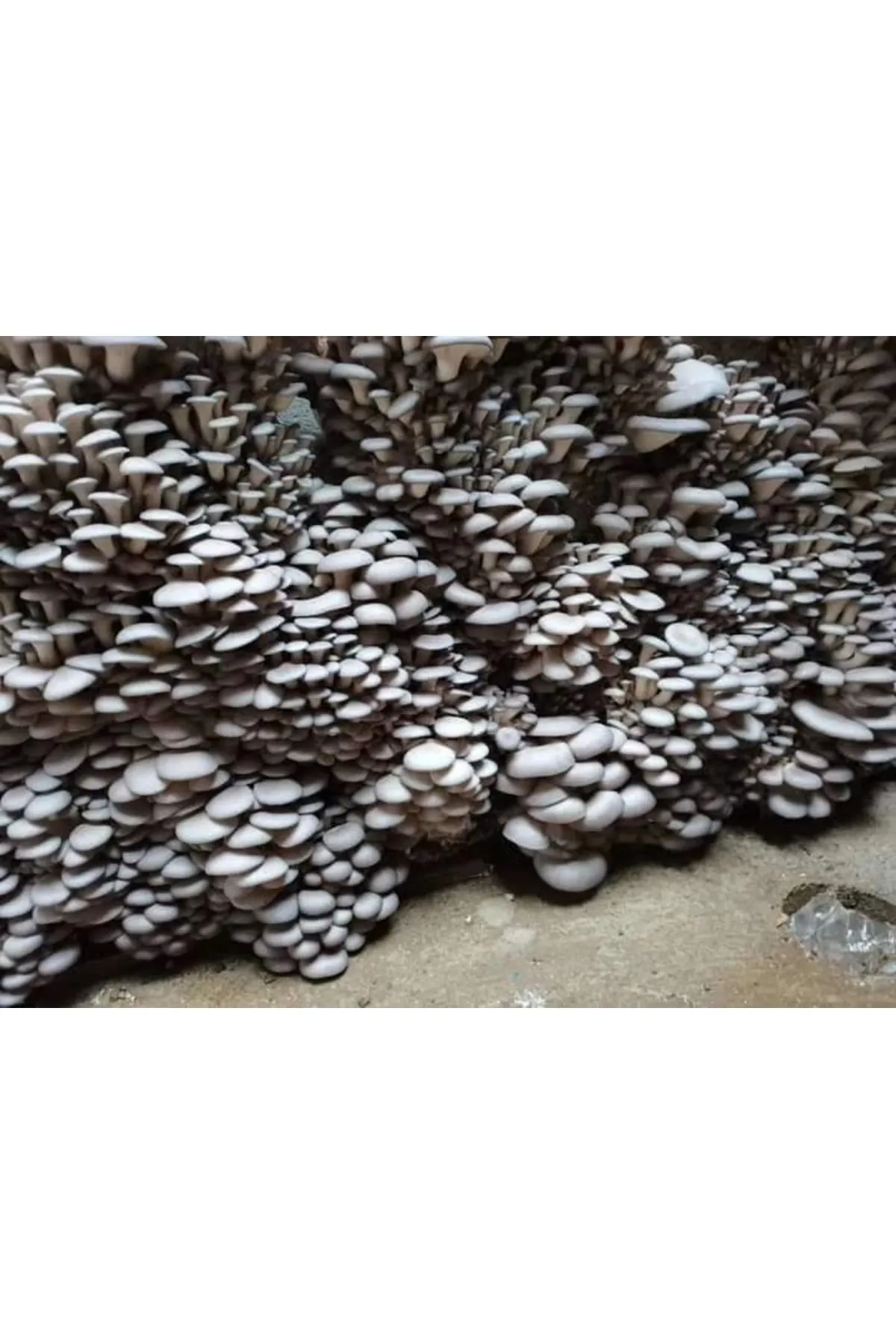 Tarımsal ve Hayvansal Ürünler 20.000 Adet Yazlık Istiridye Mantarı Tohumu görsel 2