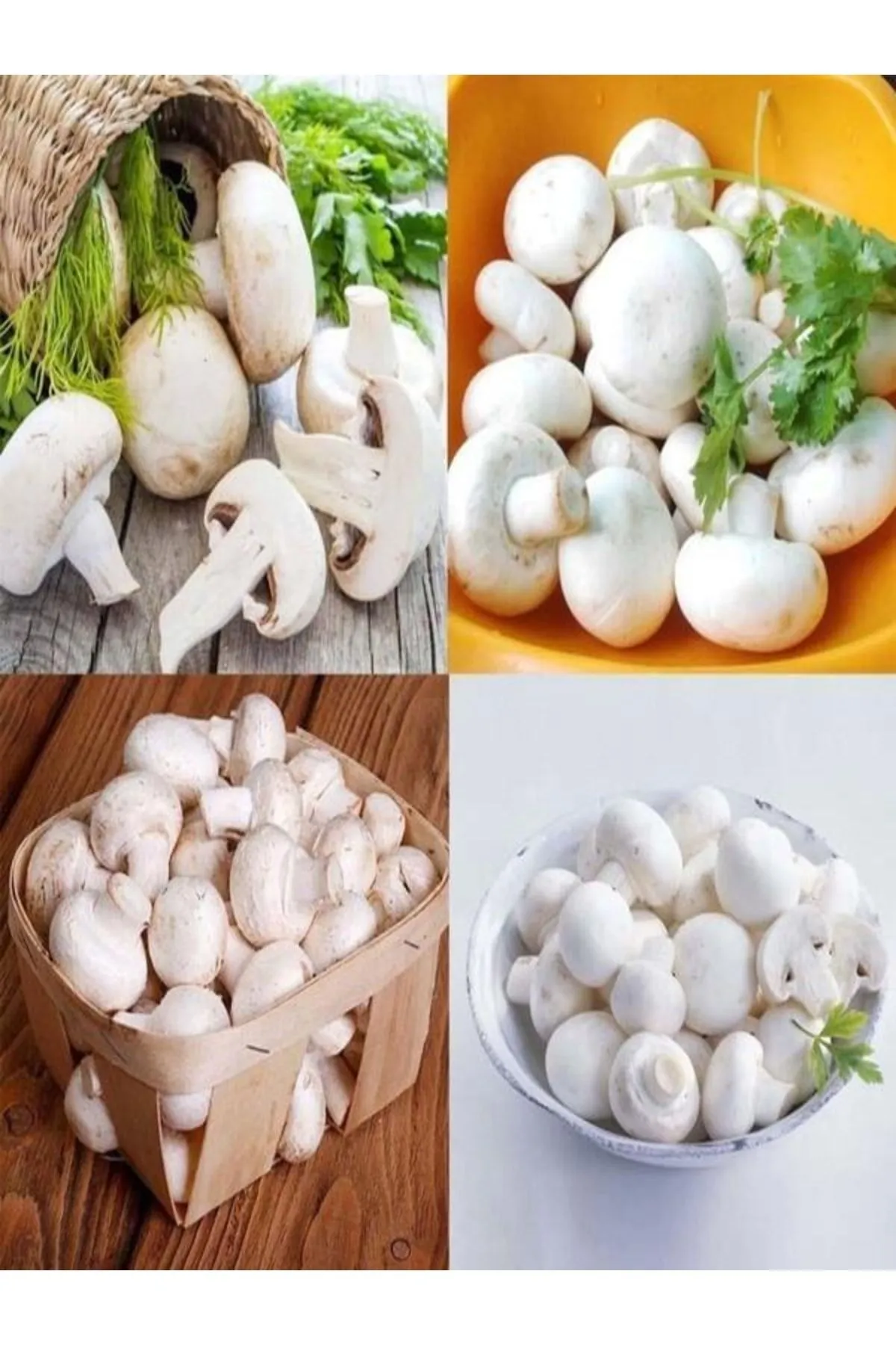 Tarımsal ve Hayvansal Ürünler 1 Gr Kültür Mantarı Tohumu Miseli görsel 6