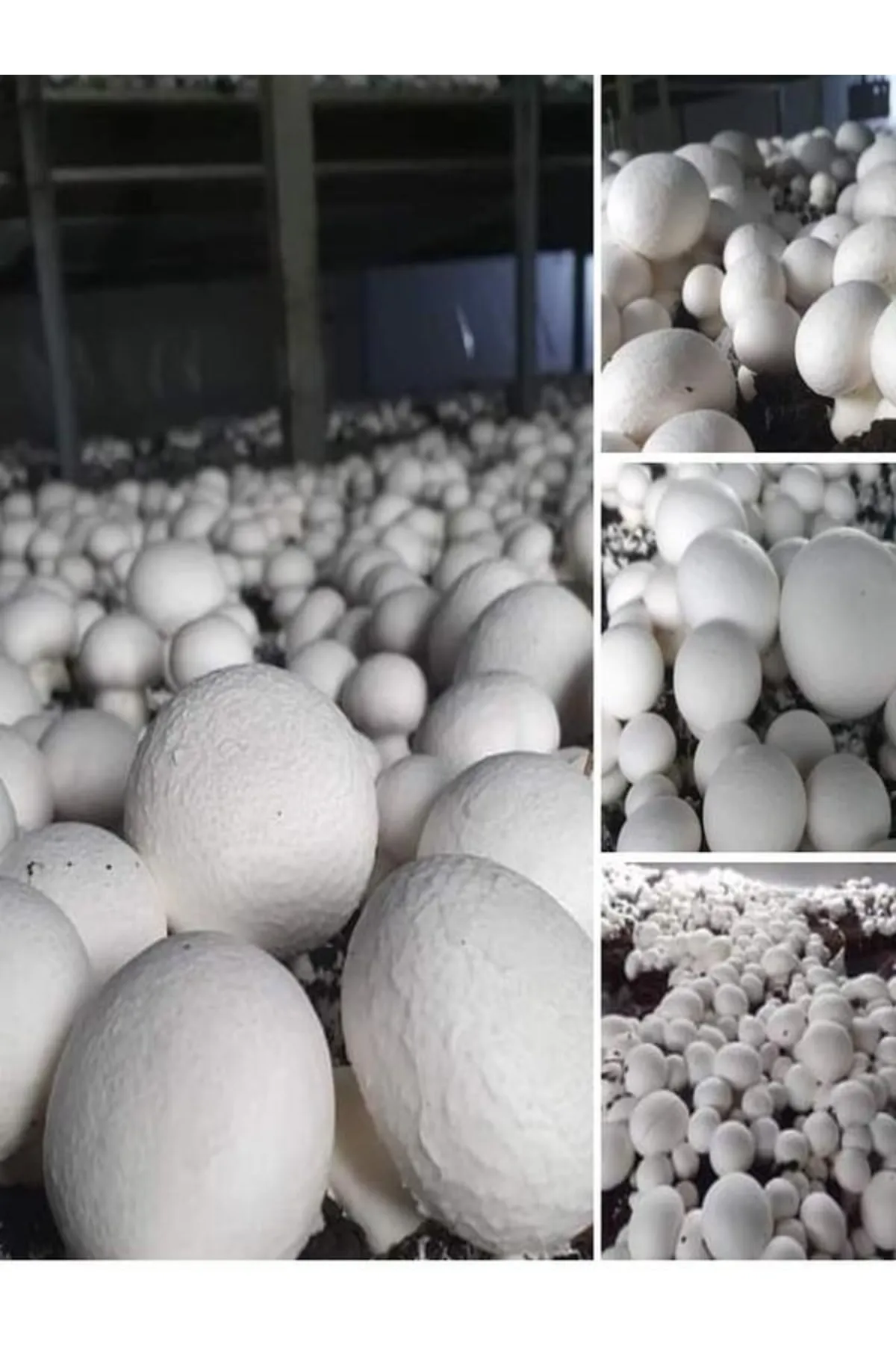 Tarımsal ve Hayvansal Ürünler 1 Gr Beyaz Şapkalı Kültür Mantarı Tohumu görsel 2