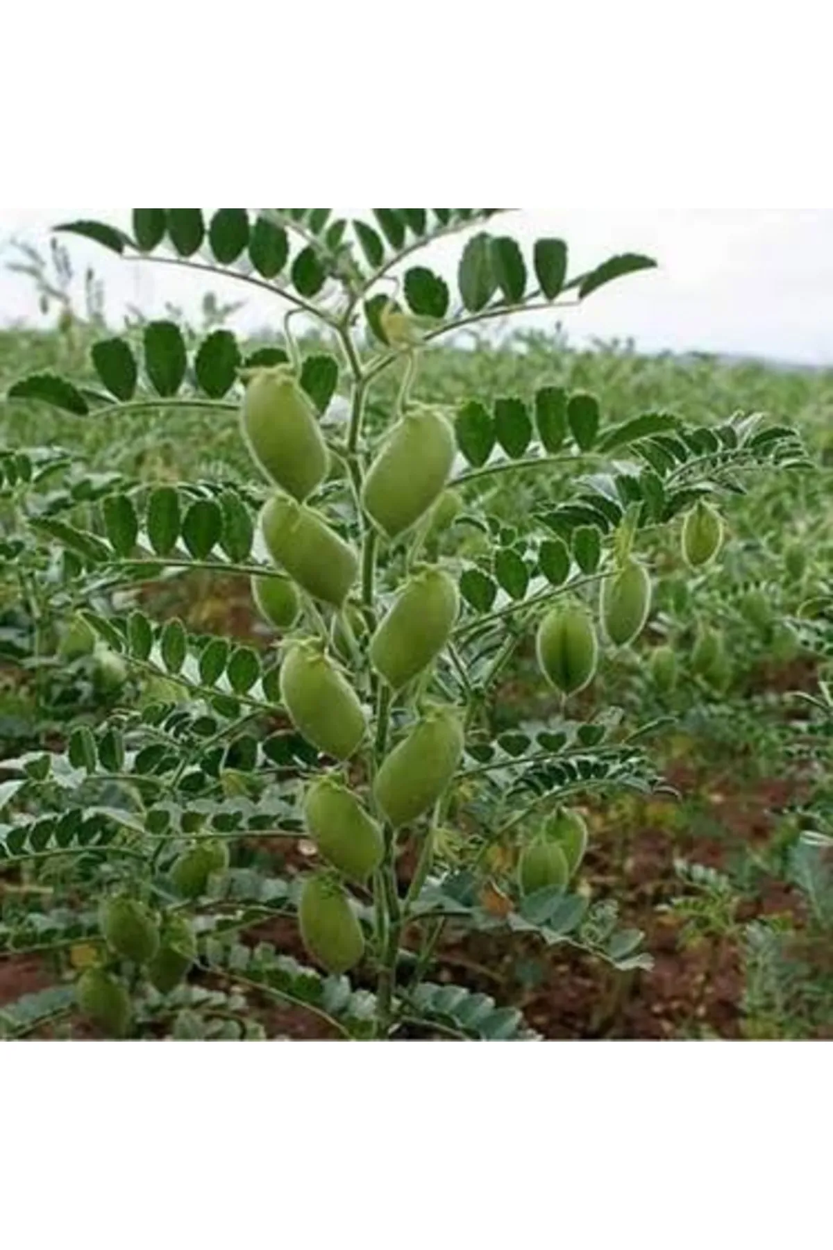 Tarımsal ve Hayvansal Ürünler 300 Adet Sırık Fasulye Barbunya Tohumu