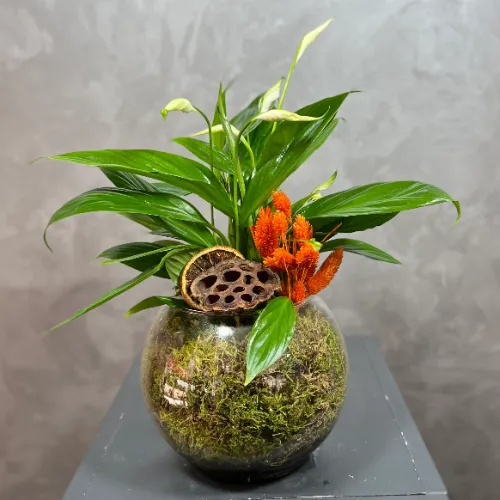 Derin Flowers Spathiphyllum Barış Çiçeği