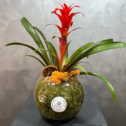 Derin Flowers Guzmania