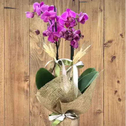 Derin Flowers 2 Dallı Mor Orkide