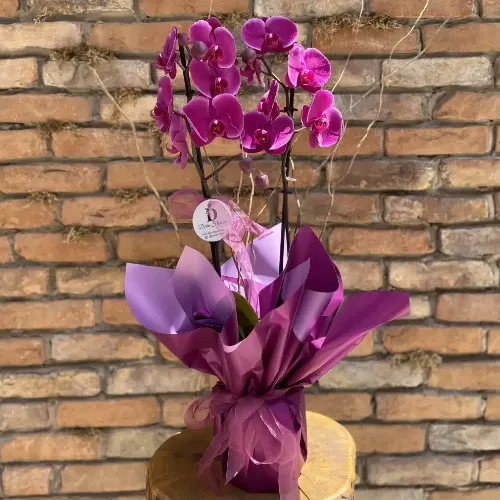 Derin Flowers Özel Fuşya Orkide Tasarım