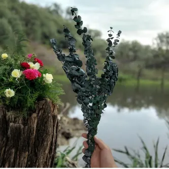 SavBrand Şoklanmış Gerçek Kokulu Okiliptus Çiçek Demeti , Şoklanmış Kuru Çiçek