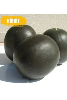 Tarımsal ve Hayvansal Ürünler 1200 Adet Hibrit Karpuz Tohumu