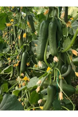 Tarımsal ve Hayvansal Ürünler Sera Salatalık Tohumu 2000 Adet