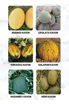 Tarımsal ve Hayvansal Ürünler 10 Adet Karışık Kavun Tohumu