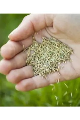 Tarımsal ve Hayvansal Ürünler	Çim Tohumu 100 Gr