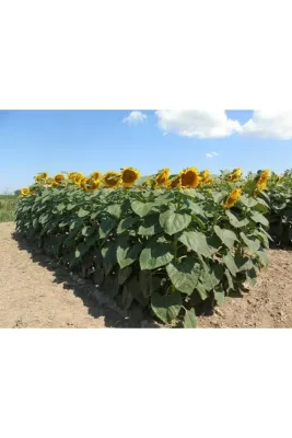 Tarımsal ve Hayvansal Ürünler 150 Adet İri Çekirdekli Ayçiçeği Tohumu