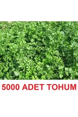 Tarımsal ve Hayvansal Ürünler 5000 Adet Geniş Yapraklı Köylü Maydanoz Tohumu