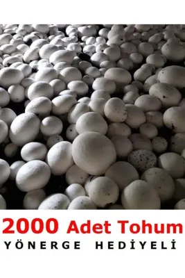 Tarımsal ve Hayvansal Ürünler 2000 Adet Beyaz Şapkalı Kültür Mantarı Tohumu