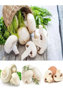 Tarımsal ve Hayvansal Ürünler 1 Gr Kültür Mantarı Tohumu Miseli