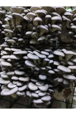 Tarımsal ve Hayvansal Ürünler 1 Gr Istiridye Kayın Mantarı Miseli Tohumu