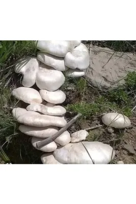 Tarımsal ve Hayvansal Ürünler Doğa Mantarı Kültür Mantarı Tohumu 2000 Adet